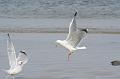 04DP-2008-013 Bild134